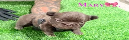 French Bulldog dogs for sale: Mary - Ad 13