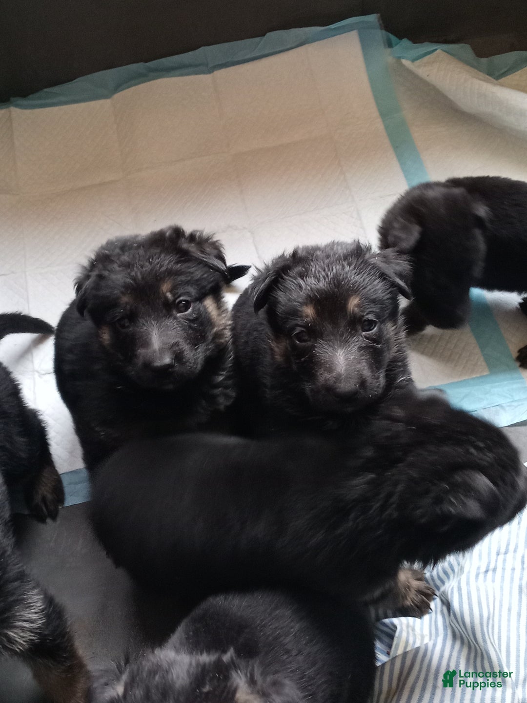 German Shepherd dogs for sale: German Shepherd Puppy 3 - Ad 1