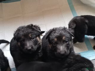 German Shepherd dogs Blue - Ad 1