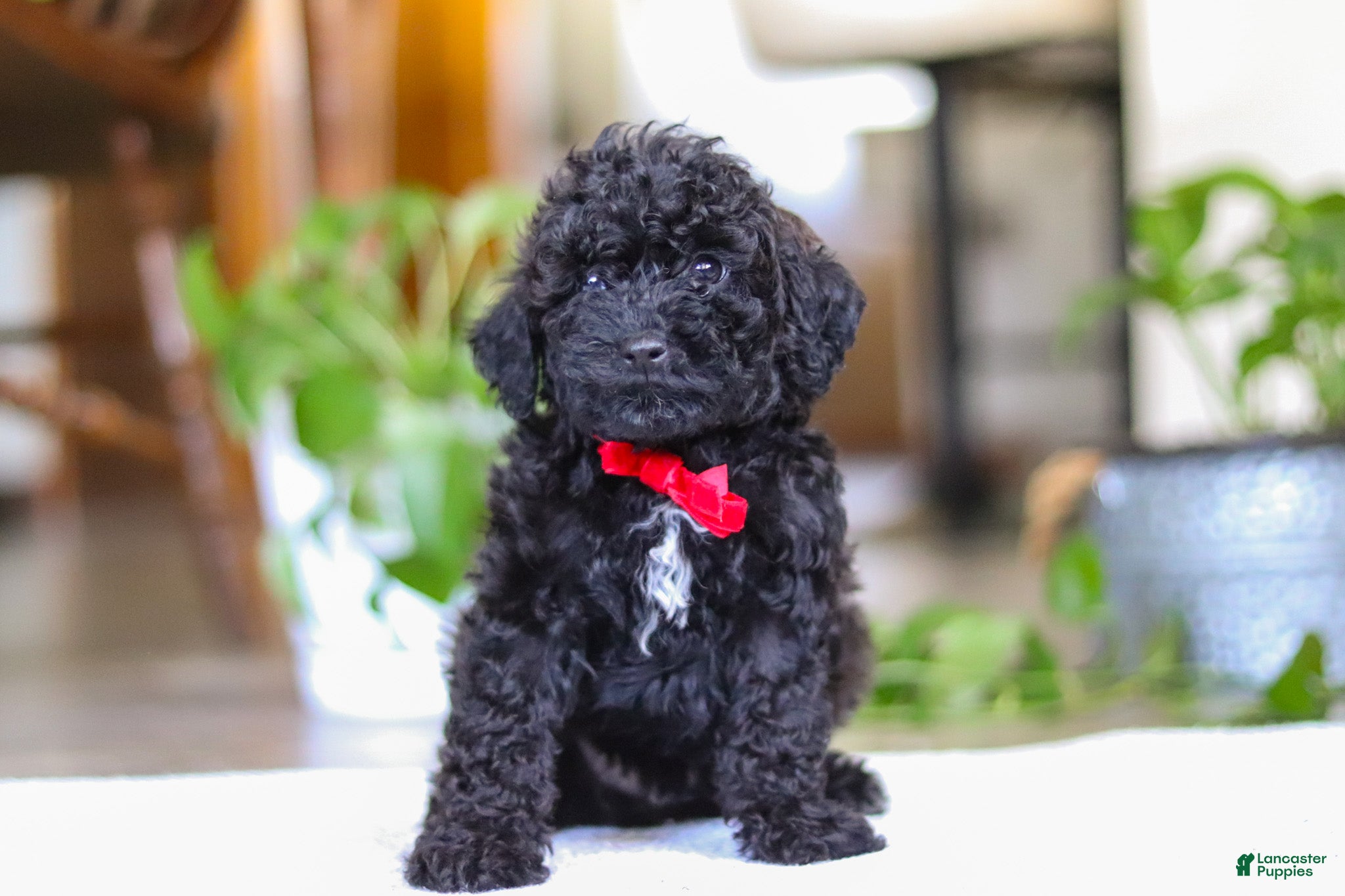 Miniature Poodle dogs Leo - Ad 1