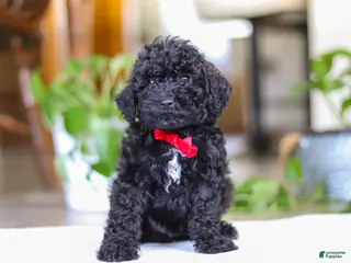 Miniature Poodle dogs for sale: Leo - Ad 3