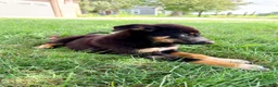 Mixed Breed dogs for sale: Thor - Ad 4