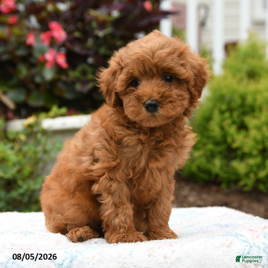 Havapoo dogs Lexus - Ad 2