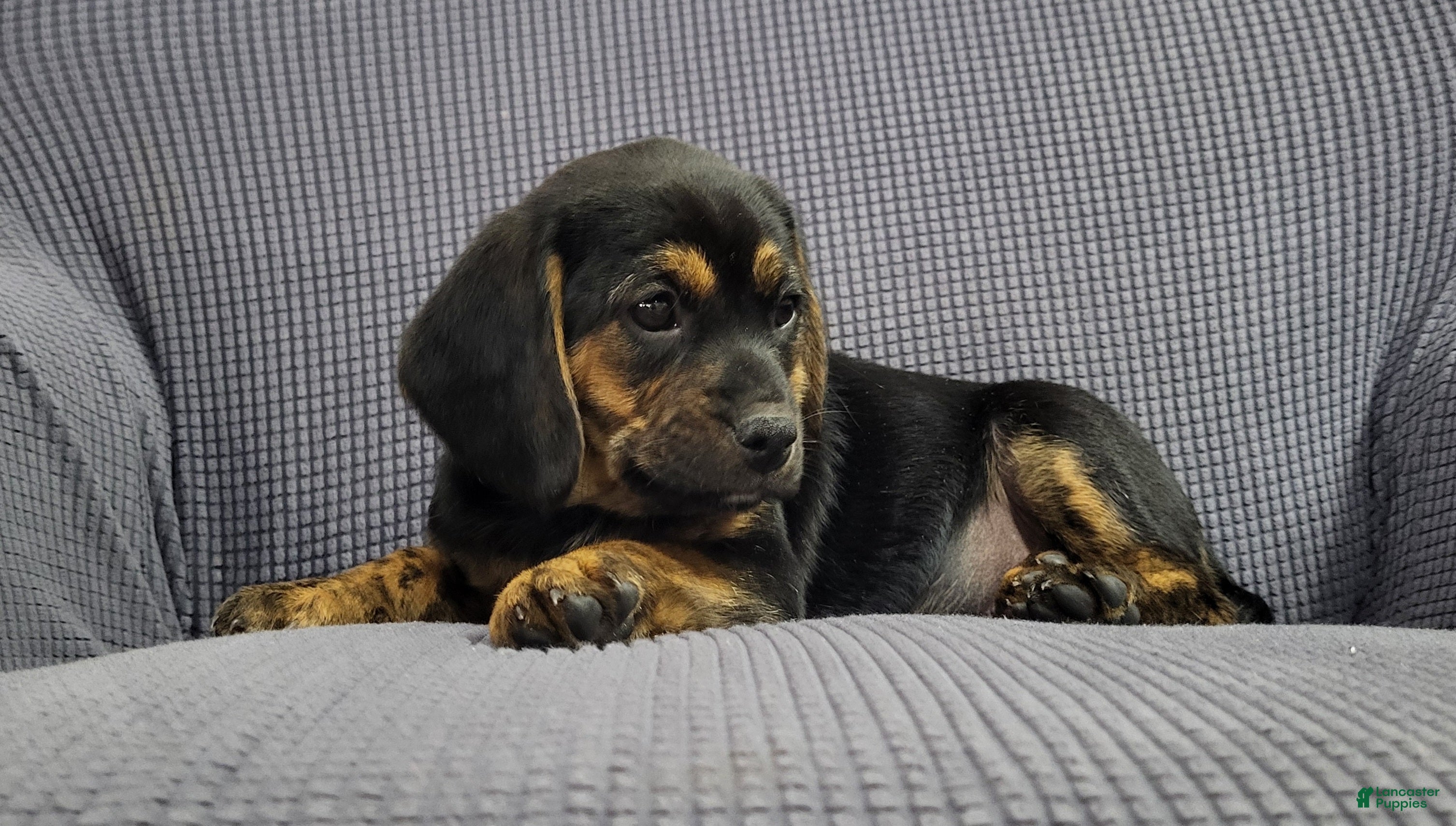 Puggle dogs Lizzy - Ad 14