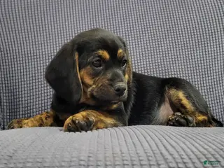 Puggle dogs Lizzy - Ad 14