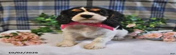 Cavalier King Charles Spaniel dogs for sale: Cassie   - Ad 4
