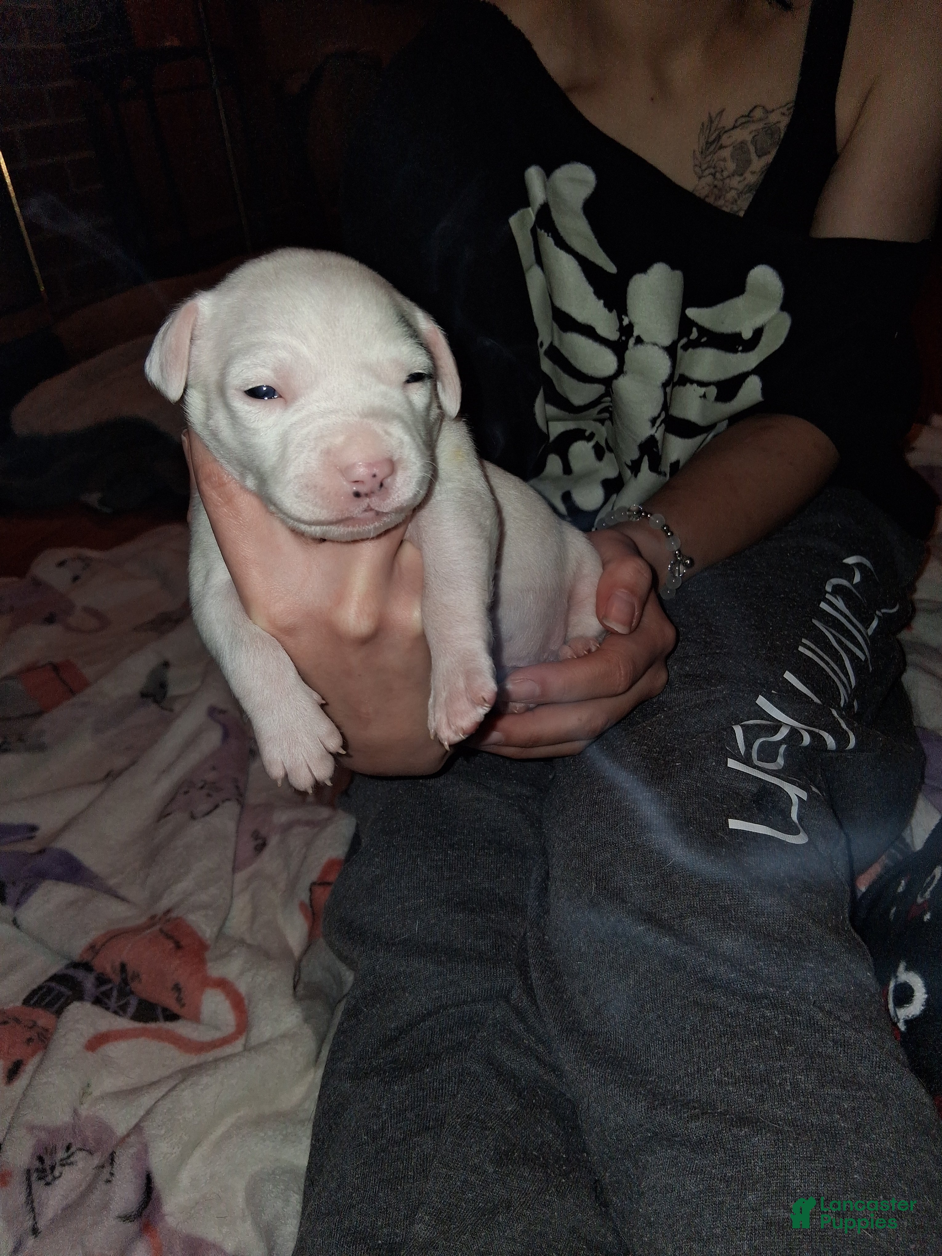 Mixed Breed dogs Mixed Breed Puppy 2 - Ad 27