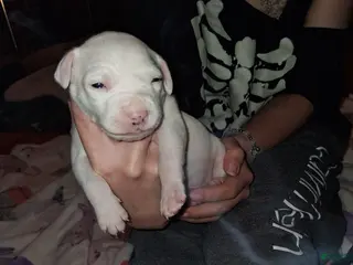 Mixed Breed dogs Mixed Breed Puppy 2 - Ad 27