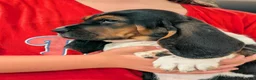 Basset Hound dogs for sale: Arrow - Ad 10