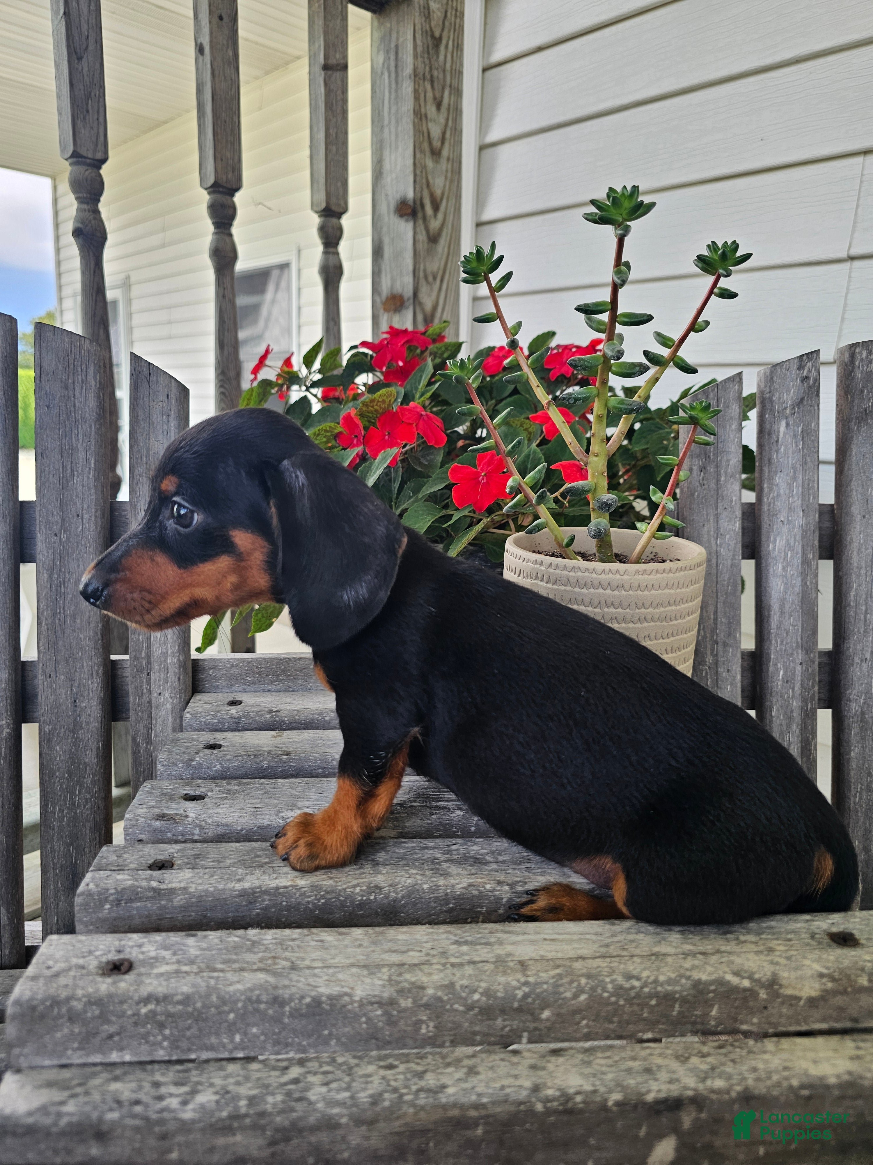 Dachshund dogs Bud - Ad 1