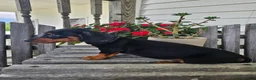 Dachshund dogs for sale: Bud - Ad 1