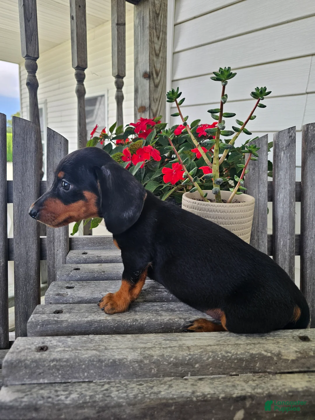 Dachshund dogs for sale: Bud - Ad 1