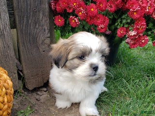 Mixed Breed dogs - Ad 3