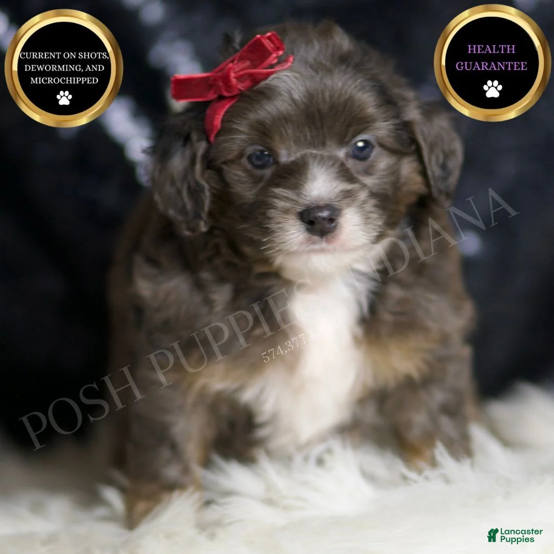 Mini Goldendoodle dogs for sale: Colleen - Ad 1