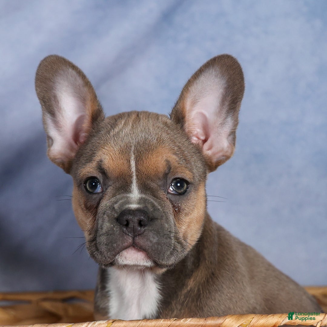 Frenchton dogs for sale: NEVA - Ad 15