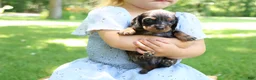 Miniature Dachshund dogs for sale: Mini Dachshund: Max - Ad 7