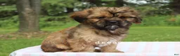 Mixed Breed dogs for sale: Briar - Ad 7