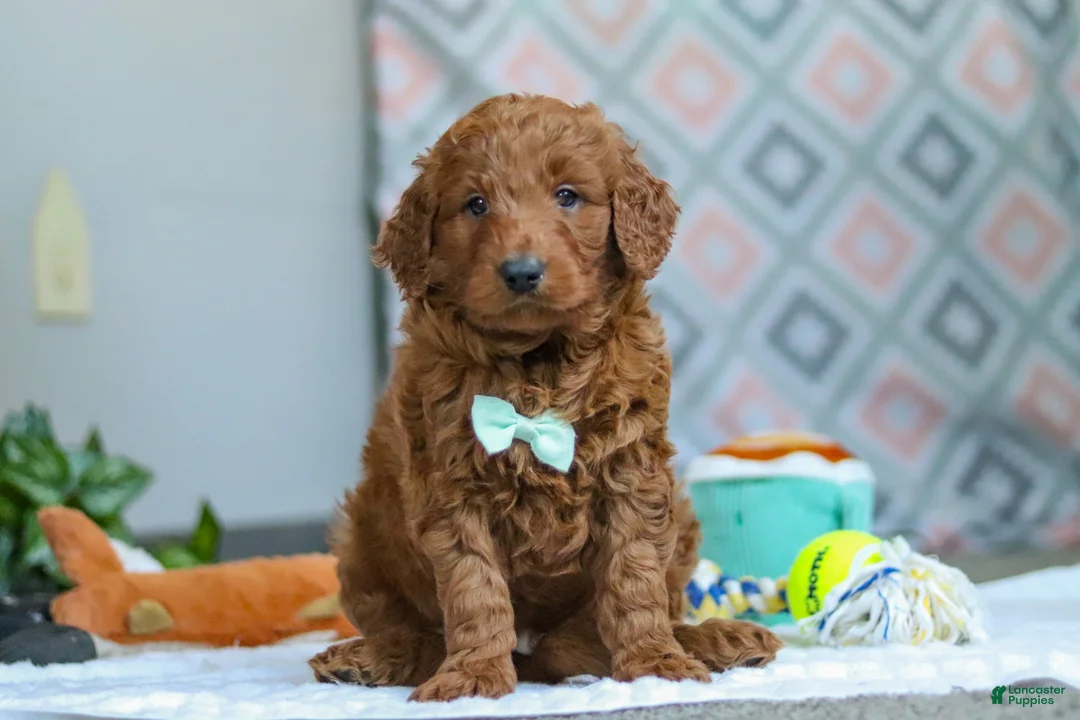 Goldendoodle dogs for sale: Teddy - Ad 5