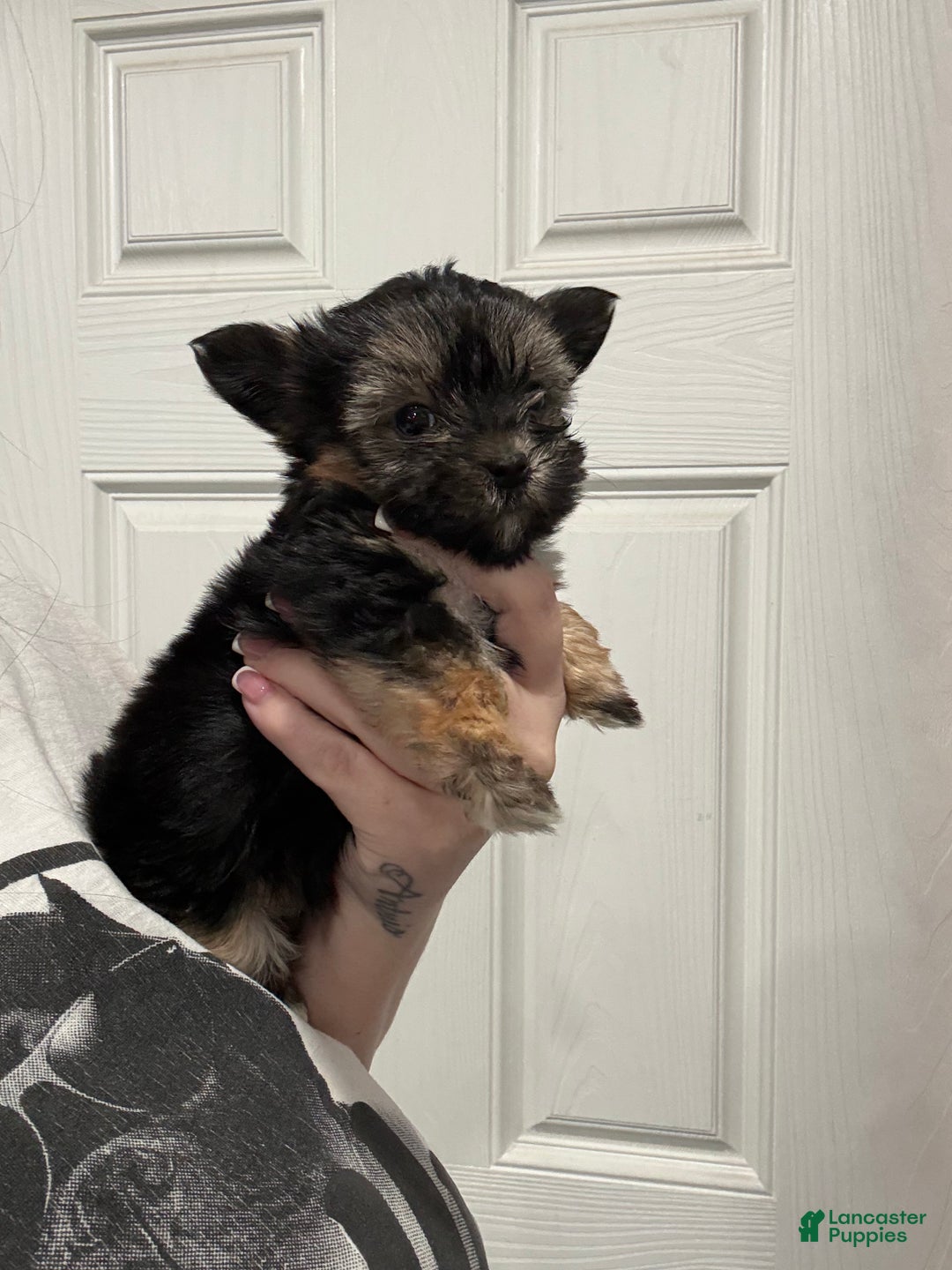 Morkie dogs for sale: Lala - Ad 2