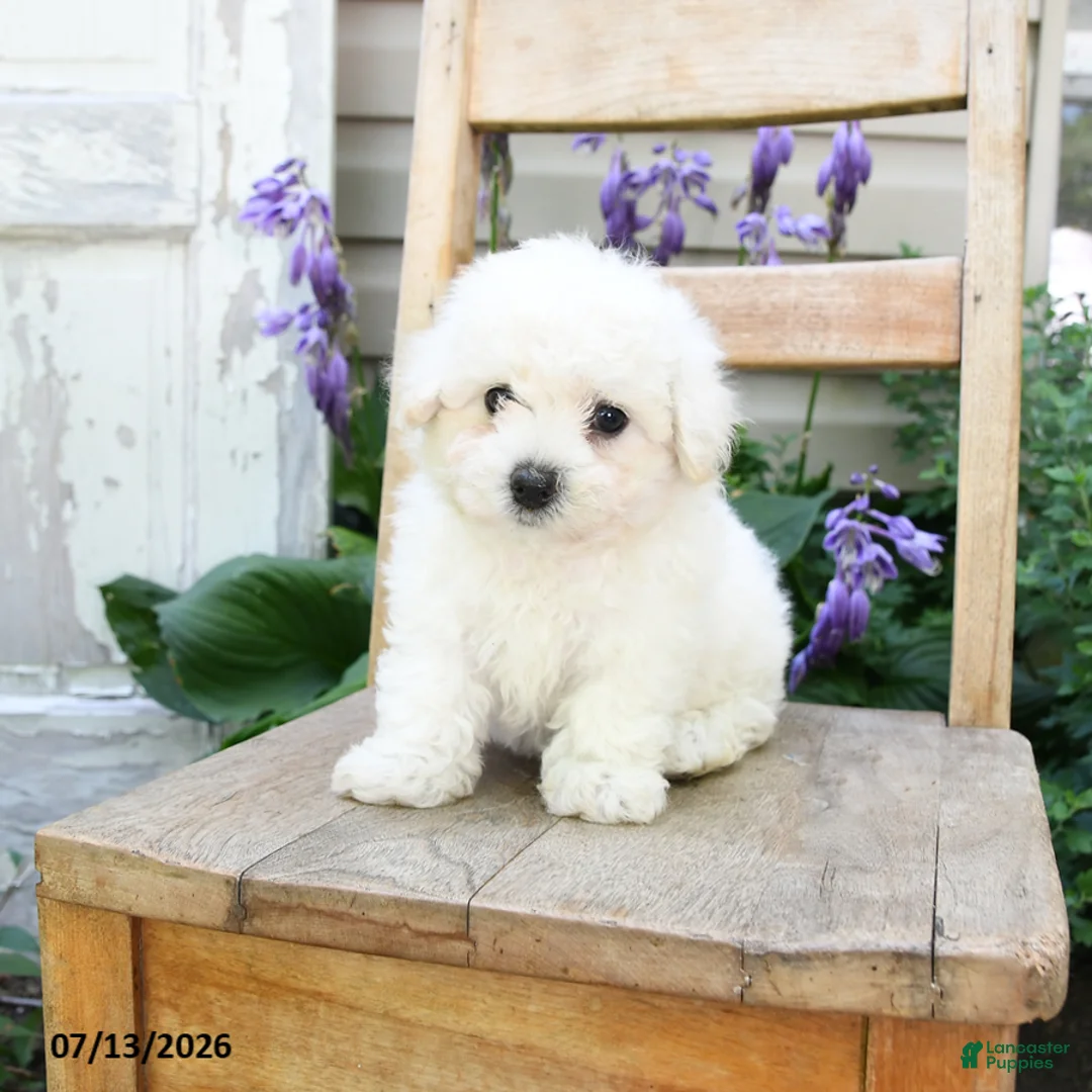 Bichon Frise dogs for sale: Jasmine - Ad 1