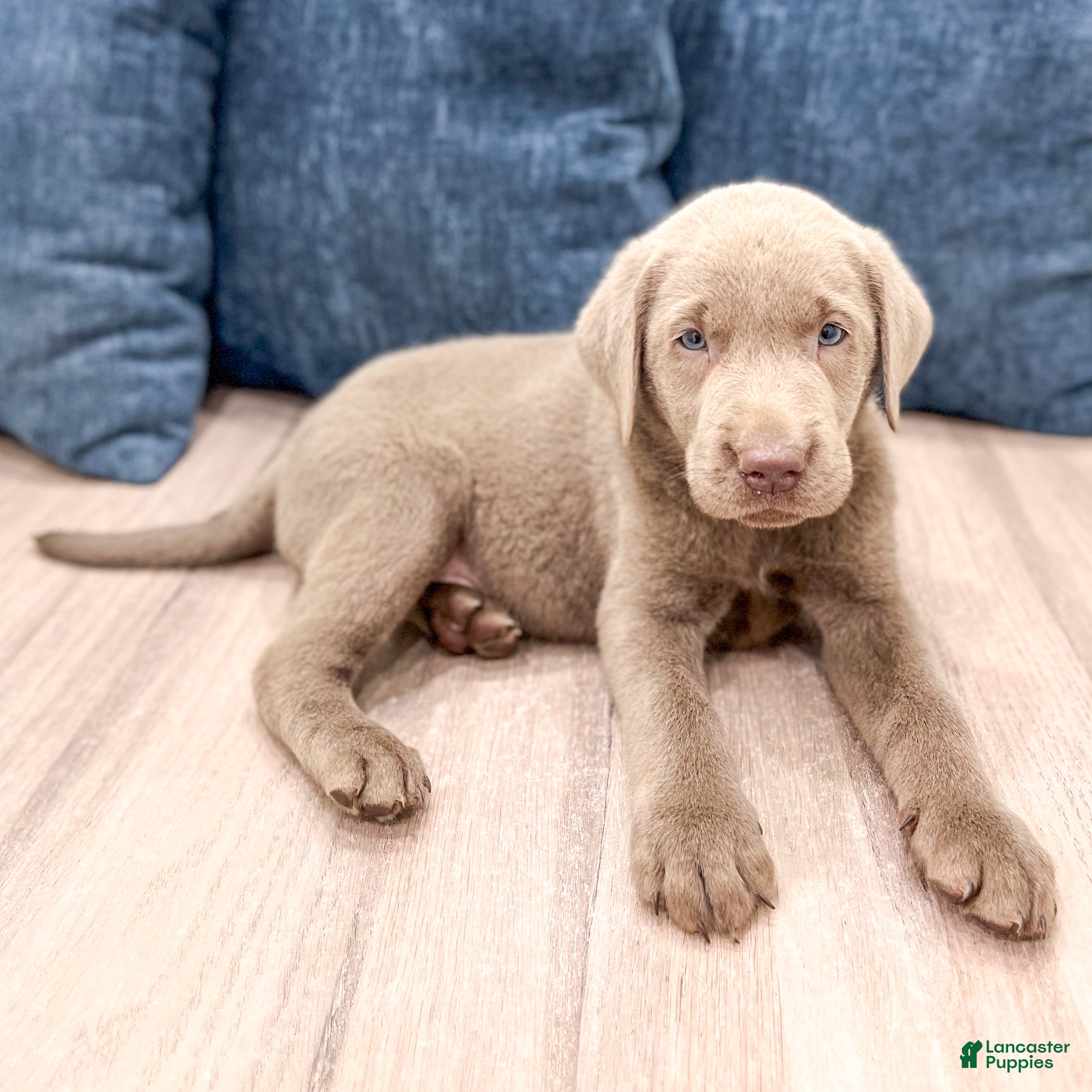 Labrador Retriever dogs Bo - Ad 2