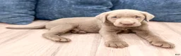 Labrador Retriever dogs for sale: Bo - Ad 2