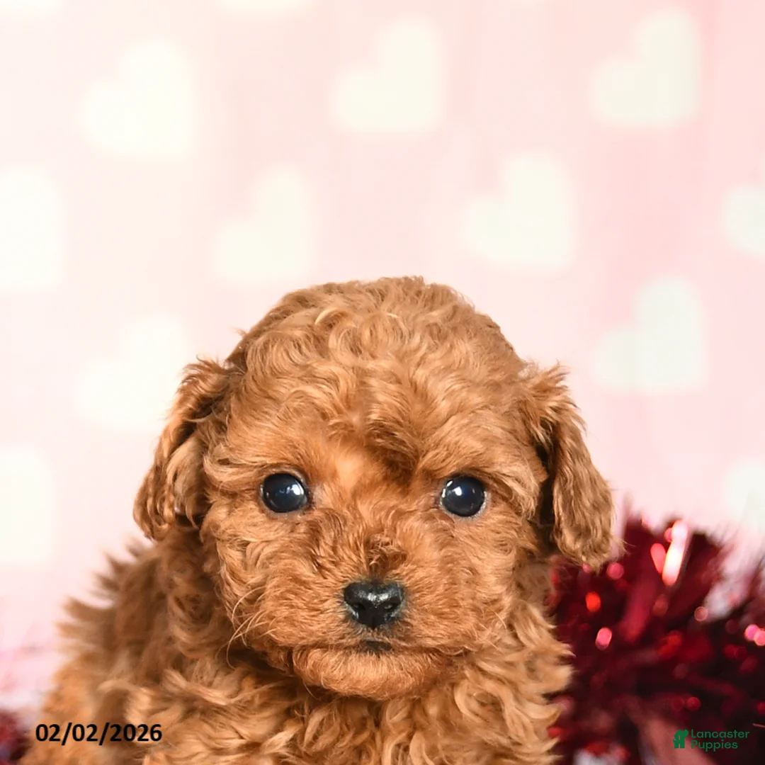 Toy Poodle dogs for sale: Lucy - Ad 2