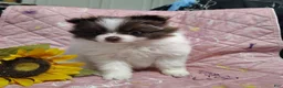 Pomeranian dogs for sale: Passion fruit - Ad 6