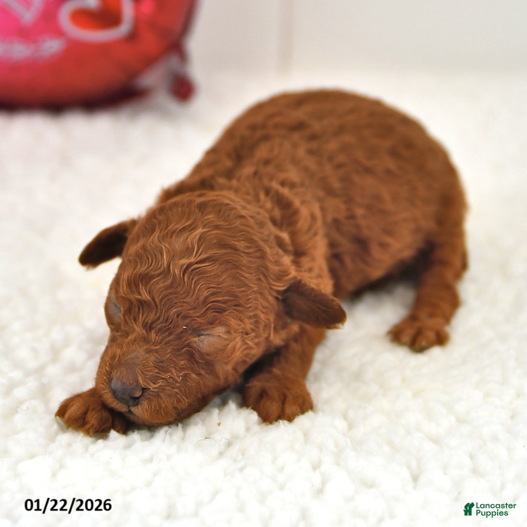 Mini Goldendoodle dogs for sale: Berry - Ad 2