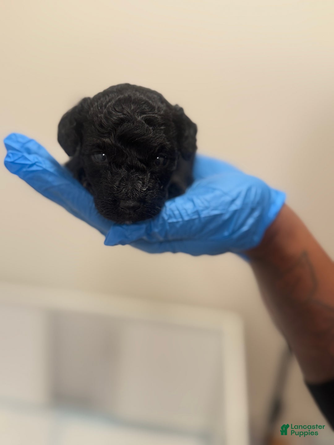 Mini Goldendoodle dogs for sale: Mini Goldendoodle’ Mable’  - Ad 1