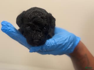 Mini Goldendoodle dogs Mini Goldendoodle’ Mable’ - Ad 30