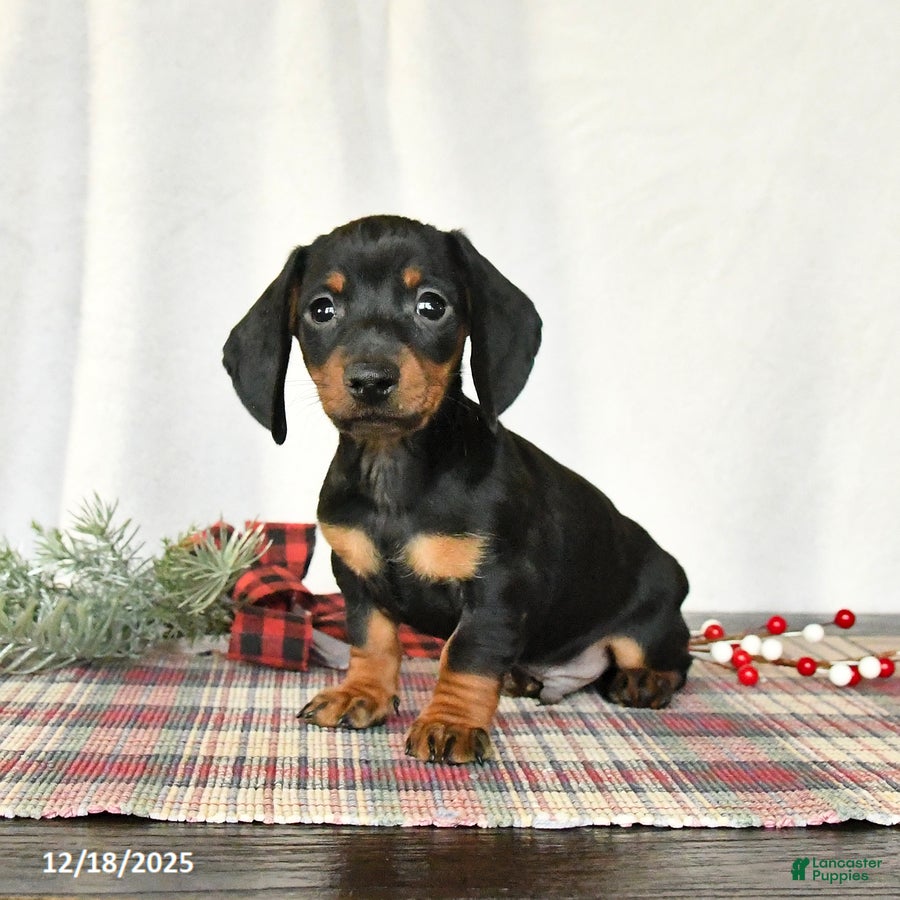 Miniature Dachshund dogs Scamper - Ad 5