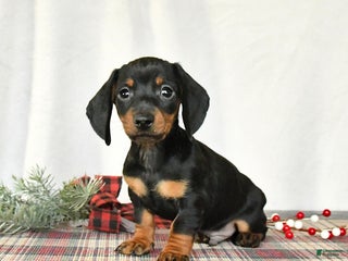 Miniature Dachshund dogs Scamper - Ad 41