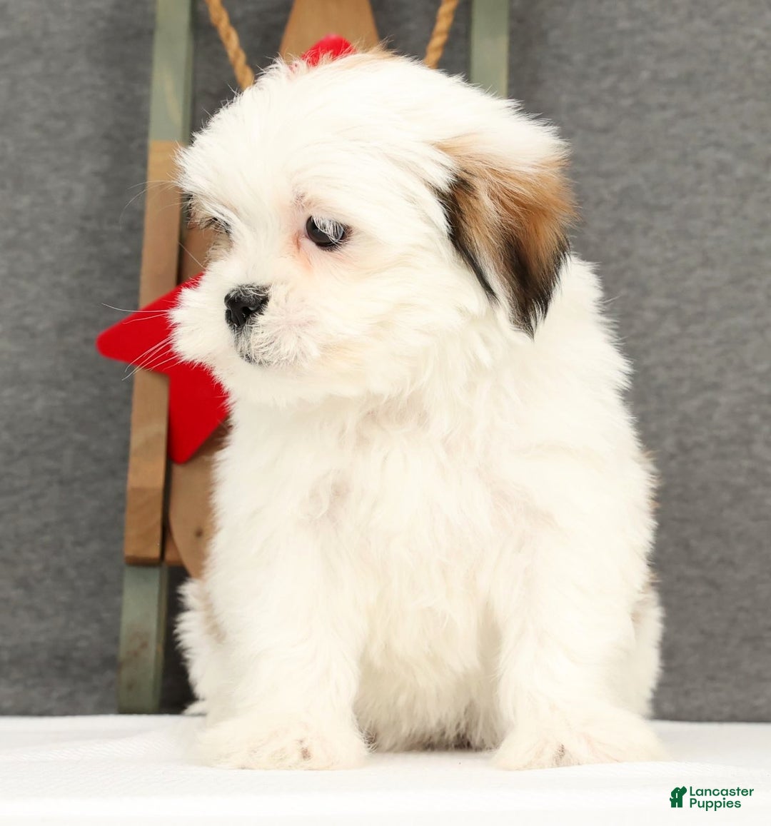 Lhasa Apso dogs for sale: Fern - Ad 3