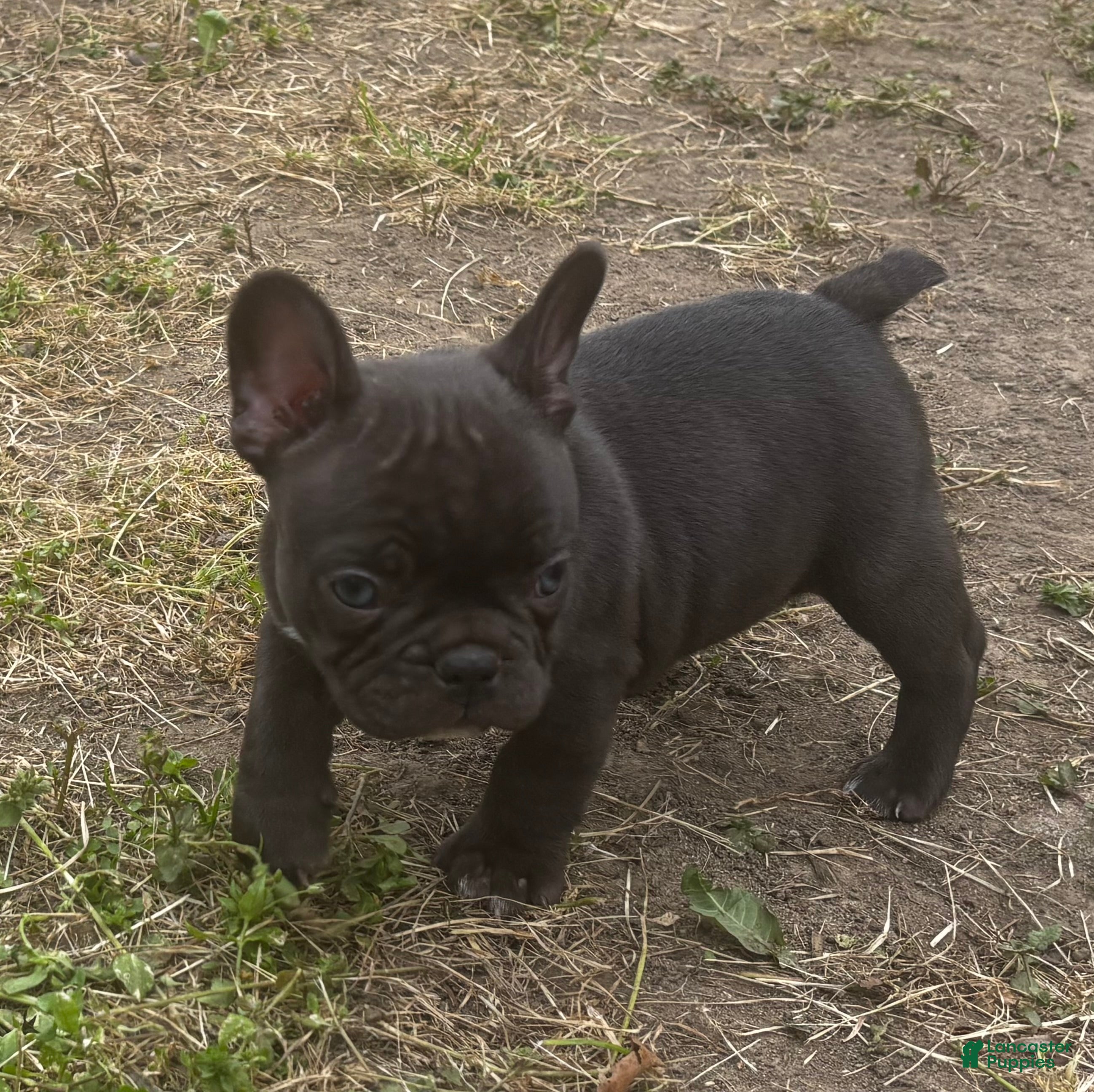 Mixed Breed dogs Cocoa - Ad 9