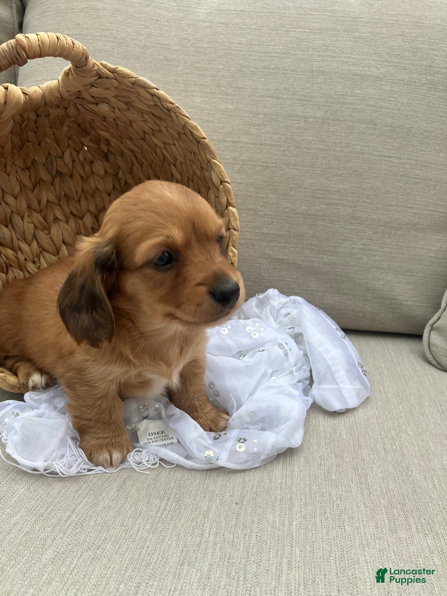 Miniature Dachshund dogs for sale: Peanut - Ad 9