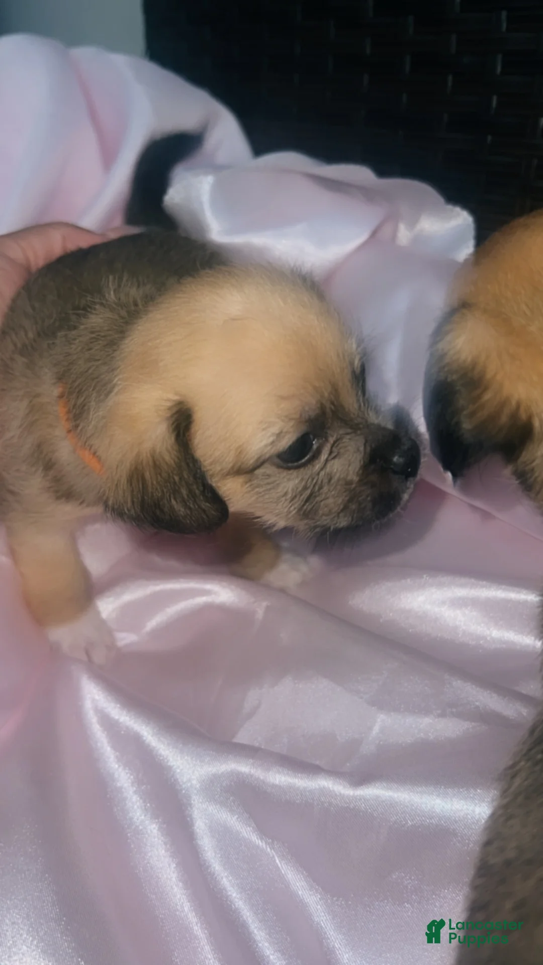 Mixed Breed dogs for sale: Orange  - Ad 1