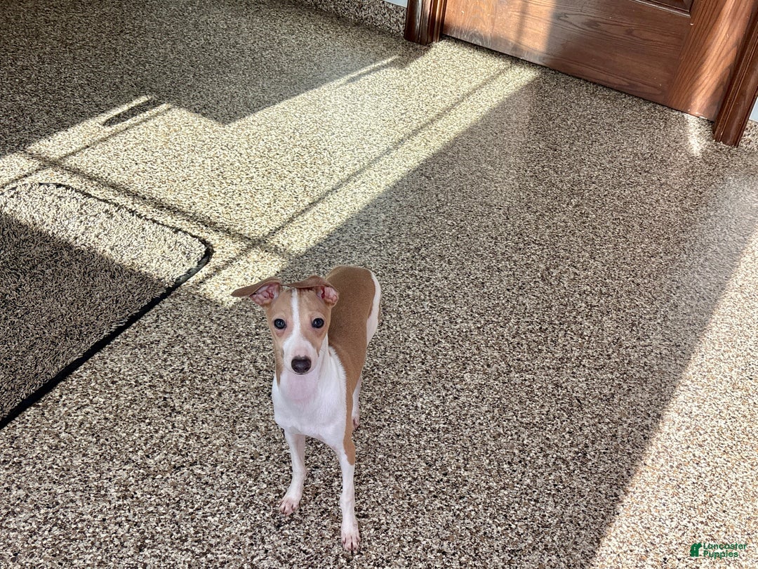 Italian Greyhound dogs for sale: Italian Greyhound Puppy 1 - Ad 5