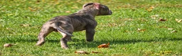 American Bully dogs for sale: Bluezilla 4K OBO - Ad 5