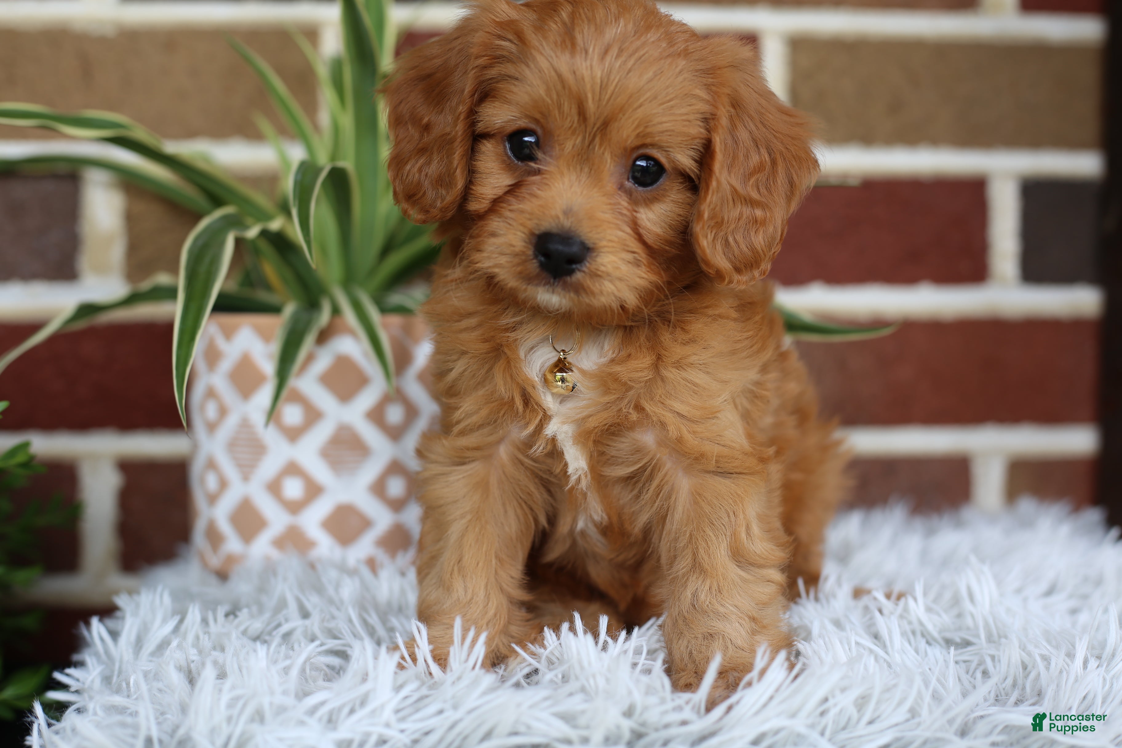 Cavapoo dogs Simba - Ad 1