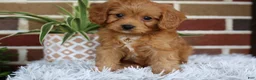 Cavapoo dogs for sale: Simba - Ad 13