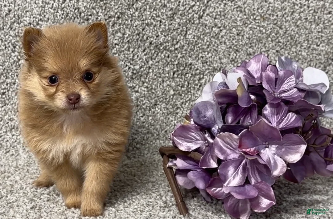 Pomeranian dogs for sale: Kara - Ad 3