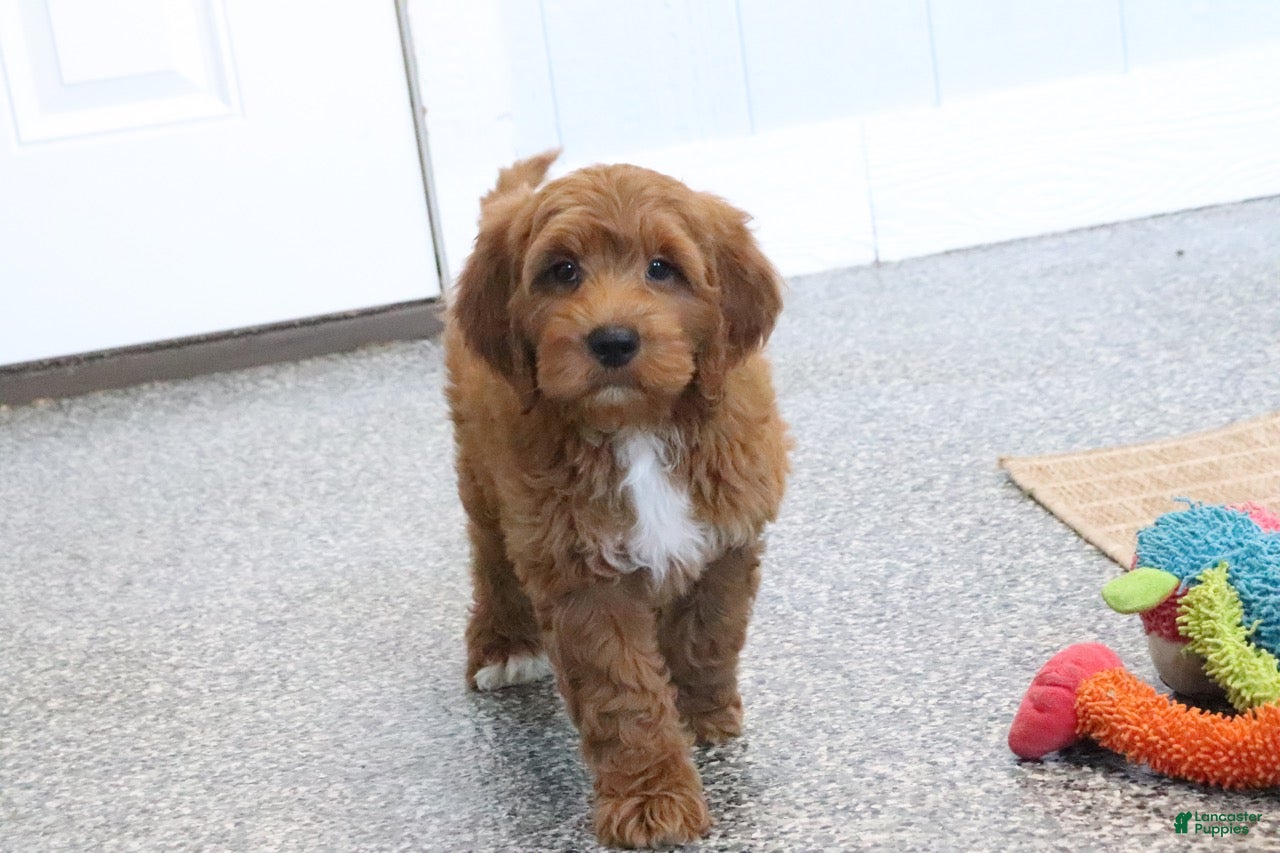 Mini Goldendoodle dogs Dillard - Ad 2