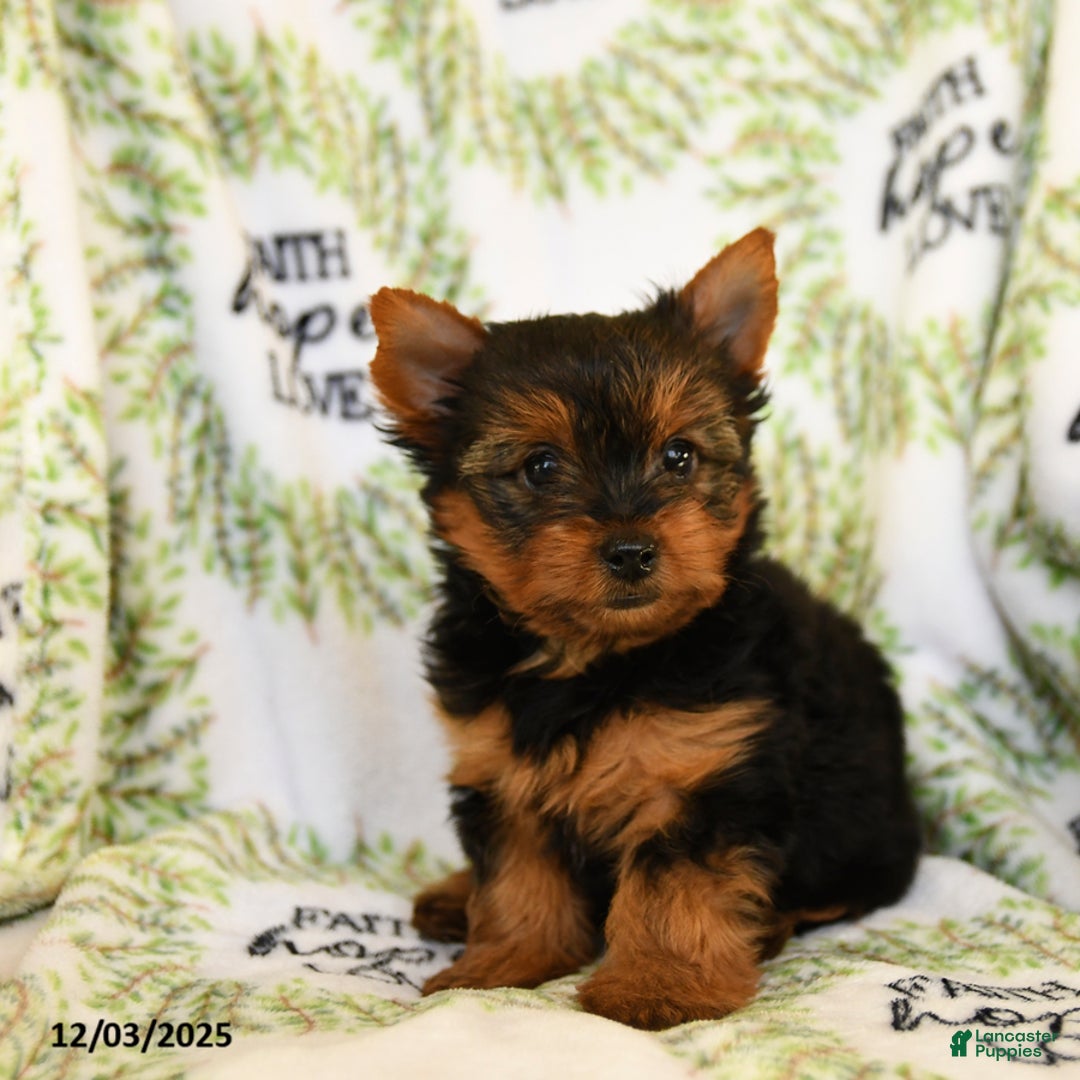 Yorkshire Terrier dogs for sale: Rocky - Ad 5