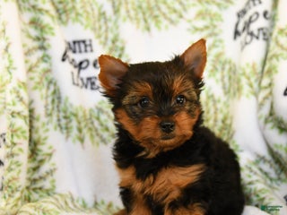 Yorkshire Terrier dogs for sale: Rocky - Ad 4