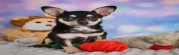Chihuahua dogs for sale: Callie - Ad 5