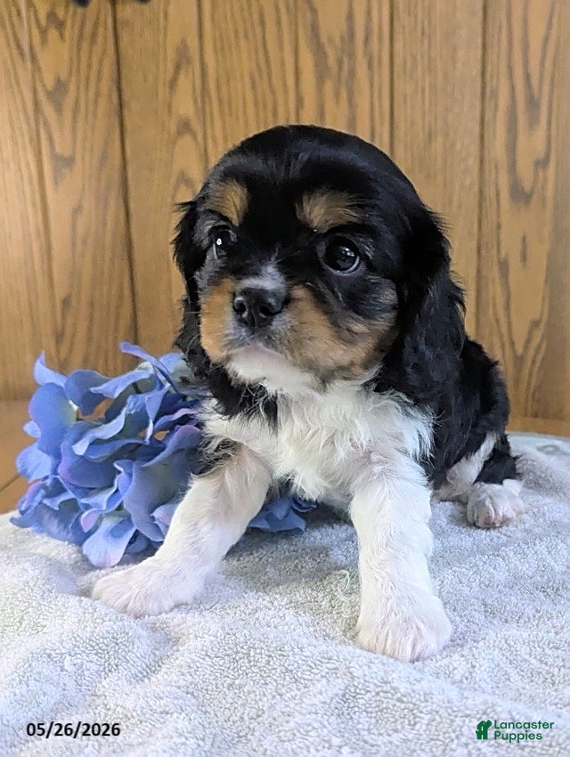 Cavalier King Charles Spaniel dogs Marco - Ad 1
