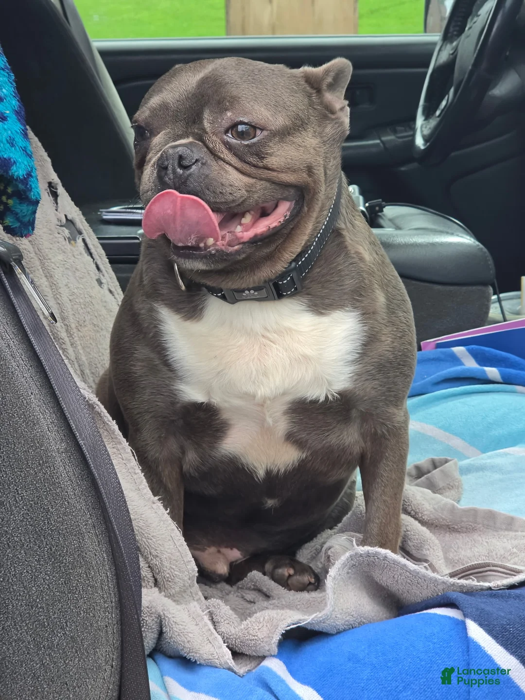 Frenchton dogs for sale: Smokey - Ad 2