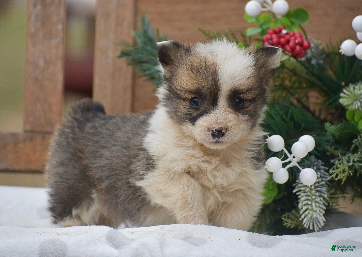 Welsh Corgi Pembroke dogs for sale: Moonbeam - Ad 1