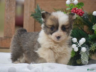 Welsh Corgi Pembroke dogs Moonbeam - Ad 26